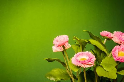 Daisies on a green background Stock Photos