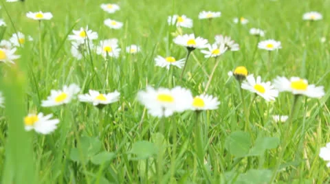 Daisies on green blowing in the wind Video stock 23435122