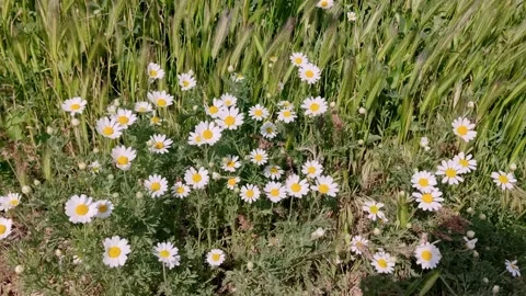 Daisies in the green grass sway in the wind close-up. Summer landscape Stock Footage 199797617