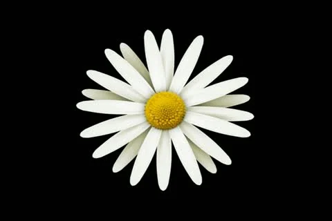 Daisies on Green Motion Design Element 01 Stock Footage 10875032