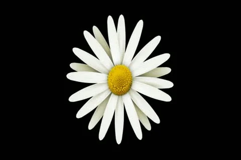 Daisies on Green Motion Design Element 01 Widescreen Stock Footage 10875095