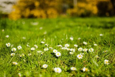 Daisies on green spring grass Stock Photos