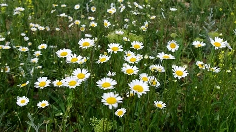Daisies in a green summer meadow Stock Footage 334438996