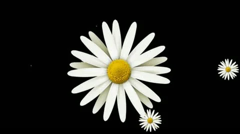 Daisies on Green Wipe HD Stock Footage 10874973