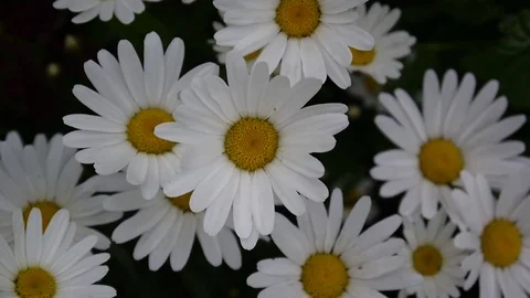 Daisies Growing on the Flowerbed video footage close up of flowers. Stock Footage