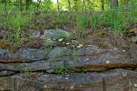 Daisies growing out of a wall Stock Photos