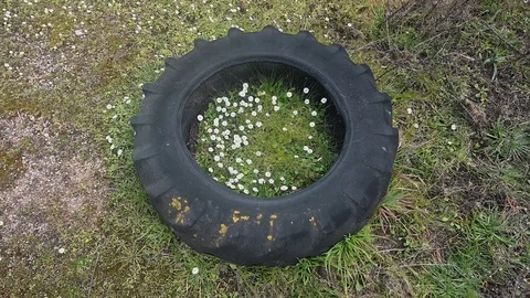 Daisies grown inside an old abandoned tyre Stock Footage 103615778