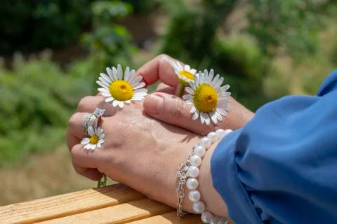Daisies in hand 库存照片