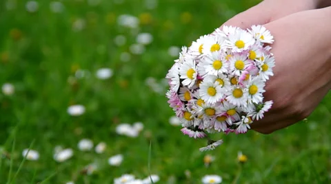 Daisies in hands Stock Footage 37316660