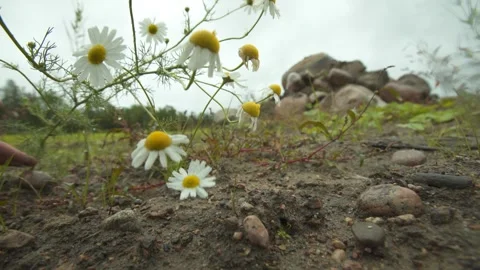 Daisies, human hand, daisies on a background of stones Stock Footage 276966309