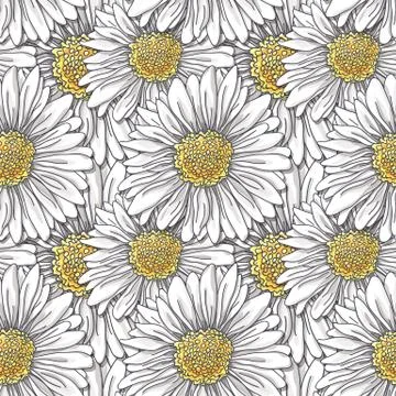Daisies Stock Illustration
