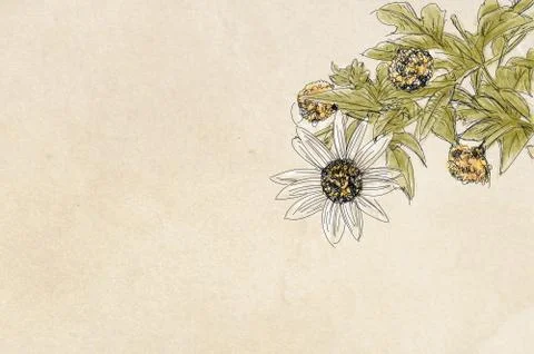 Daisies Stock Illustration