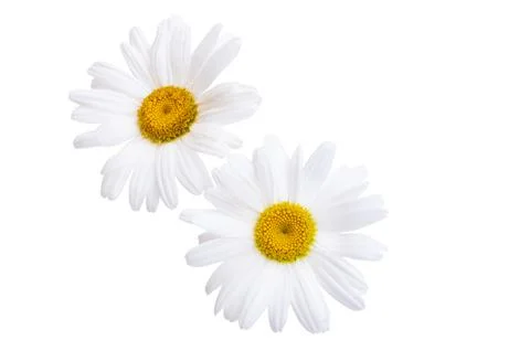 Daisies isolated Stock Photos
