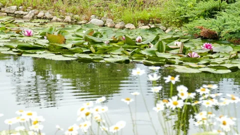 Daisies on the lake Video stock 244931155
