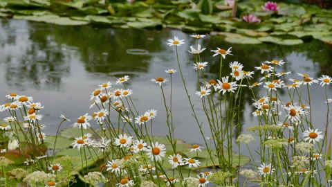 Daisies on the lake Stock Footage 244931269