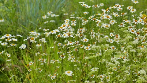 Daisies on the lake Stock Footage 244931331