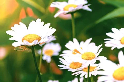 Daisies many close up top view white with yellow Stock Photos