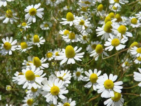 Daisies - margherite Stock Photos