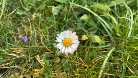 Daisies on a meadow from above Stock Footage 107515409