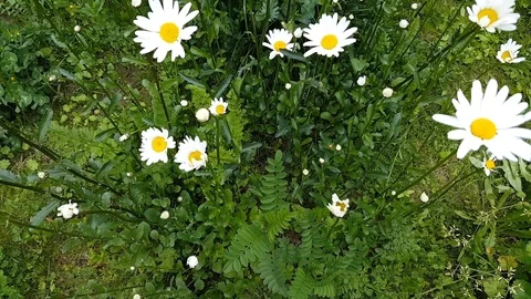 Daisies in the meadow are moving in the wind Stock Footage 113274001