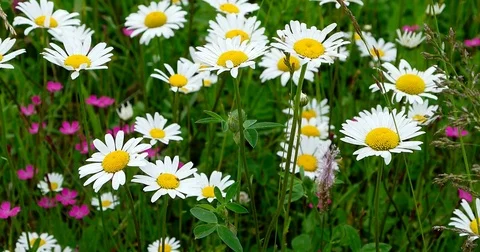 Daisies on a meadow close-up. Stock Footage 77382883