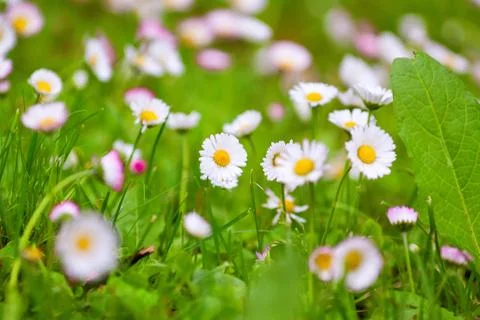 Daisies in a meadow, close-up Stock Photos