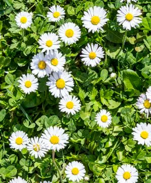 Daisies in a meadow, closeup Stock Photos