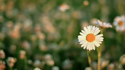 Daisies in a meadow of clover Vídeos de archivo 843973
