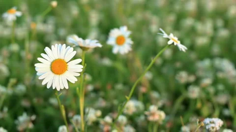 Daisies on a meadow of clover Stock Footage 853451