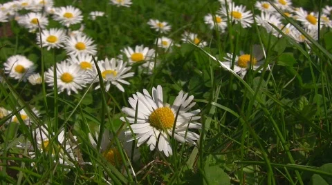 Daisies on meadow Stock Footage 413782