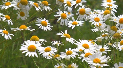 Daisies on a meadow Stock Footage 25423322
