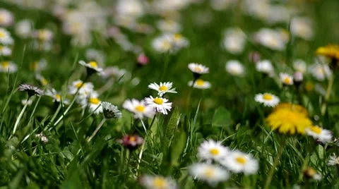 Daisies in a meadow Stock Footage 50426146