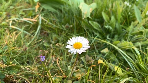 Daisies on a meadow Stock Footage 107519069