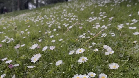 Daisies in a meadow Stock Footage 129926728