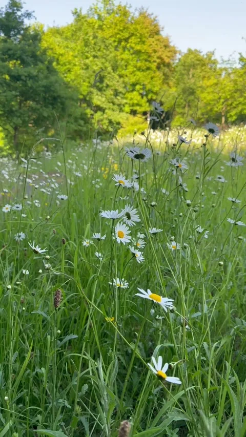 Daisies In Meadow Vídeo Stock 242913624