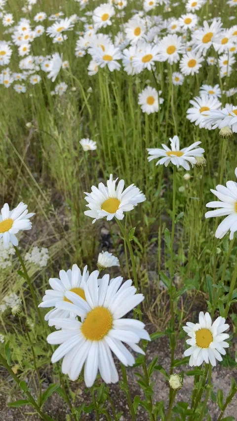 Daisies in a meadow Vidéo 313077747
