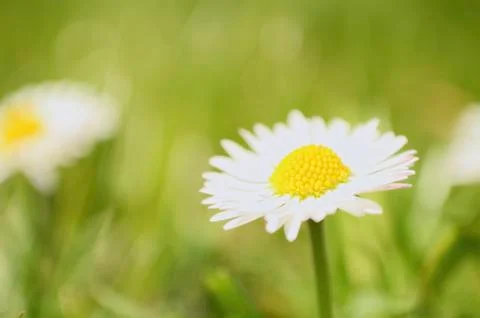 Daisies on the meadow horizontal Stock Photos