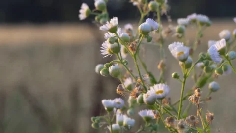 Daisies in the meadow moved by the wind Stock-Footage 112004575