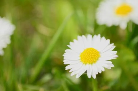 Daisies on the meadow Stock Photos