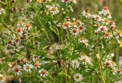 Daisies in the meadow Stock Photos