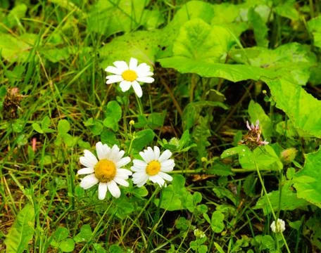 Daisies in a meadow Stock Photos
