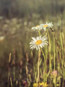 Daisies in Meadow Stock Photos