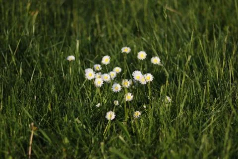 Daisies in a meadow Stock Photos