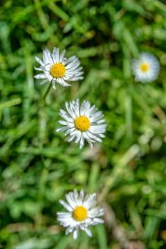 Daisies on the meadow Stock Photos