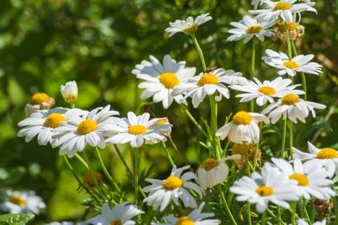 Daisies in a meadow Stock Photos