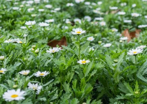 Daisies meadow Stock Photos