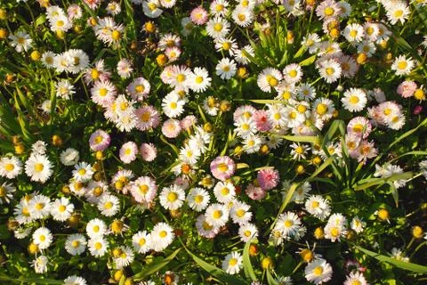 Daisies in a meadow Stock Photos