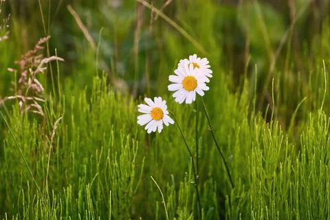 Daisies in a meadow Stock Photos