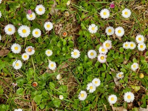 Daisies in a meadow. Stock Photos