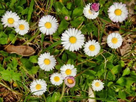 Daisies in a meadow. Stock Photos